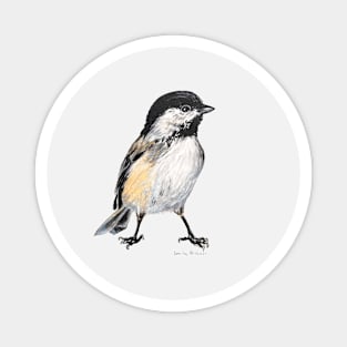 Chickadee 6 drawing Magnet